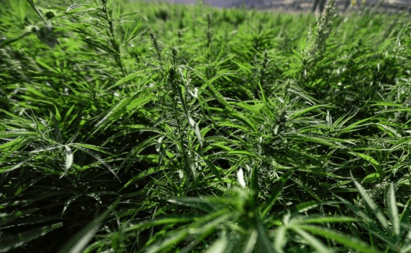 “500 denarë për një qese”/ Kultivuan drogën në oborr shtëpie, padi kundër dy shkupjanëve(FOTO)