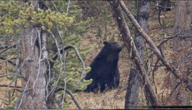 Ariu sulmoi një person në Dollnen  i lënduar rëndë dërgohet në qendrën klinike në Shkup