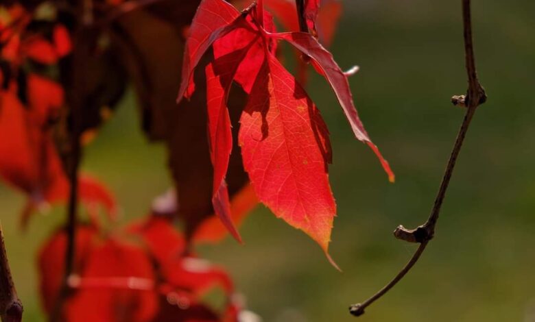 Moti me vranësira dhe reshje shiu  temperatura deri në 17 gradë