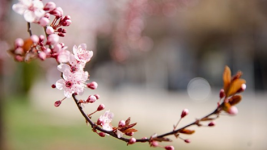 Parashikimi i motit për sot me diell dhe vranësira