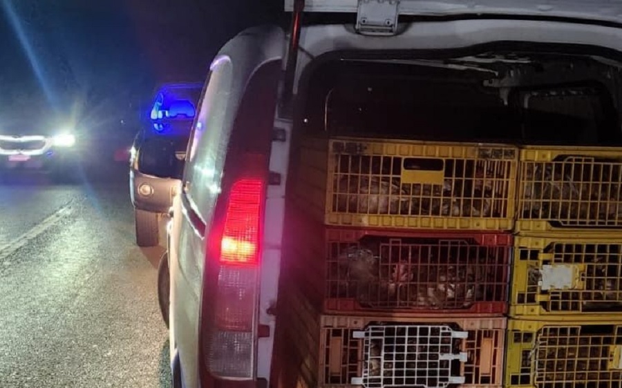 Parandalohet kontrabandimit i 150 shpezve nga Serbia